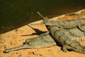 Gharial mother and babies Royalty Free Stock Photo