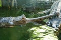 The gharial in the Prague Zoo, close up Royalty Free Stock Photo