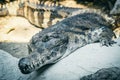 Gharial Reptile Royalty Free Stock Photo