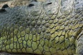 Gharial skin Royalty Free Stock Photo