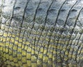 Gharial skin Royalty Free Stock Photo