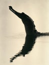 Gharial Emerging From River at Dusk, Sharp Silhouette Contrasting With Calm Waters and Empty Left Side Royalty Free Stock Photo