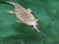 Gharial swimming at the surface of a clear pond in bright sunlight Royalty Free Stock Photo