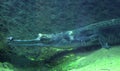 Gharial in under water Royalty Free Stock Photo