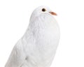 Ghent Cropper, a fancy pigeon, against white background Royalty Free Stock Photo