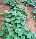 Gherkin Cucumis Sativus