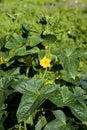 Gherkin or Pickle, cucumis sativus, Vegetable garden in Normandy