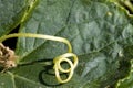 Gherkin or Pickle, cucumis sativus, Vegetable garden in Normandy