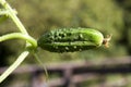 Gherkin or Pickle, cucumis sativus, Vegetable garden in Normandy