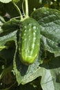 Gherkin or Pickle, cucumis sativus, Vegetable garden in Normandy