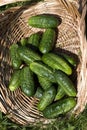 Gherkin or Pickle, cucumis sativus, Vegetable garden in Normandy