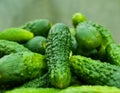 Gherkins Royalty Free Stock Photo