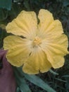 Ghinga flower in indian village .butiful