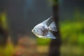 Ghost Angelfish - Freshwater Fish Royalty Free Stock Photo