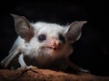 The Mystique of the Ghost Bat in the Outback