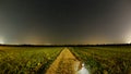 Cat at grain field under starry sky, summer season night scene, long exposure Royalty Free Stock Photo