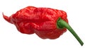 Bhut Jolokia ghost pepper c. chinense, paths