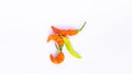 The ghost chilies (Naga Marica) on a white background hight-angel Royalty Free Stock Photo