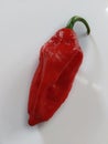 Ghost chilli the hottest chilli pepper