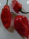 Ghost chilli the hottest chilli pepper