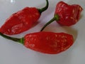 Ghost chilli the hottest chilli pepper