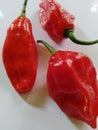 Ghost chilli the hottest chilli pepper