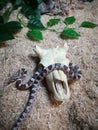 Ghost corn snake reptile with skull accessory in wooden glass vivarium Royalty Free Stock Photo
