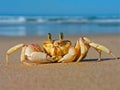 Ghost crab Royalty Free Stock Photo
