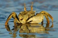 Ghost crab Royalty Free Stock Photo