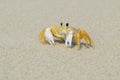 Ghost Crab on the beach Royalty Free Stock Photo