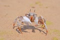 Ghost crab on a beach