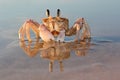 Ghost crab on beach