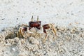 Ghost Crab on beach Royalty Free Stock Photo