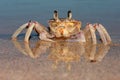 Ghost crab on beach