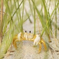 Ghost crab on beach.