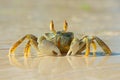 Ghost crab on beach Royalty Free Stock Photo