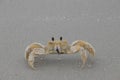 Ghost Crab on the beach Royalty Free Stock Photo