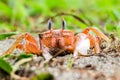 Ghost Crab On The Beach Royalty Free Stock Photo