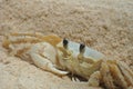 Ghost crab