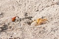 Ghost crab climbing out of sand tunnel Royalty Free Stock Photo
