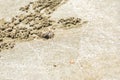 Ghost crab created small sand ball while digging its burrow Royalty Free Stock Photo