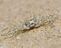 Ghost Crab Royalty Free Stock Photo