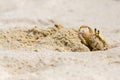 Ghost Crab Gathering Sand From Hole