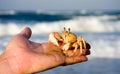 Ghost crab on hand Royalty Free Stock Photo