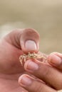 Ghost crab in hand Royalty Free Stock Photo