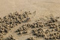 Ghost crab making sand balls on the beach. Small crab digging ho Royalty Free Stock Photo