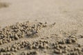 Ghost crab making sand balls on the beach. Small crab digging ho Royalty Free Stock Photo