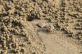 Ghost crab making sand balls on the beach. Small crab digging ho Royalty Free Stock Photo