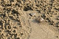 Ghost crab making sand balls on the beach. Small crab digging ho Royalty Free Stock Photo