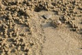 Ghost crab making sand balls on the beach. Small crab digging ho Royalty Free Stock Photo